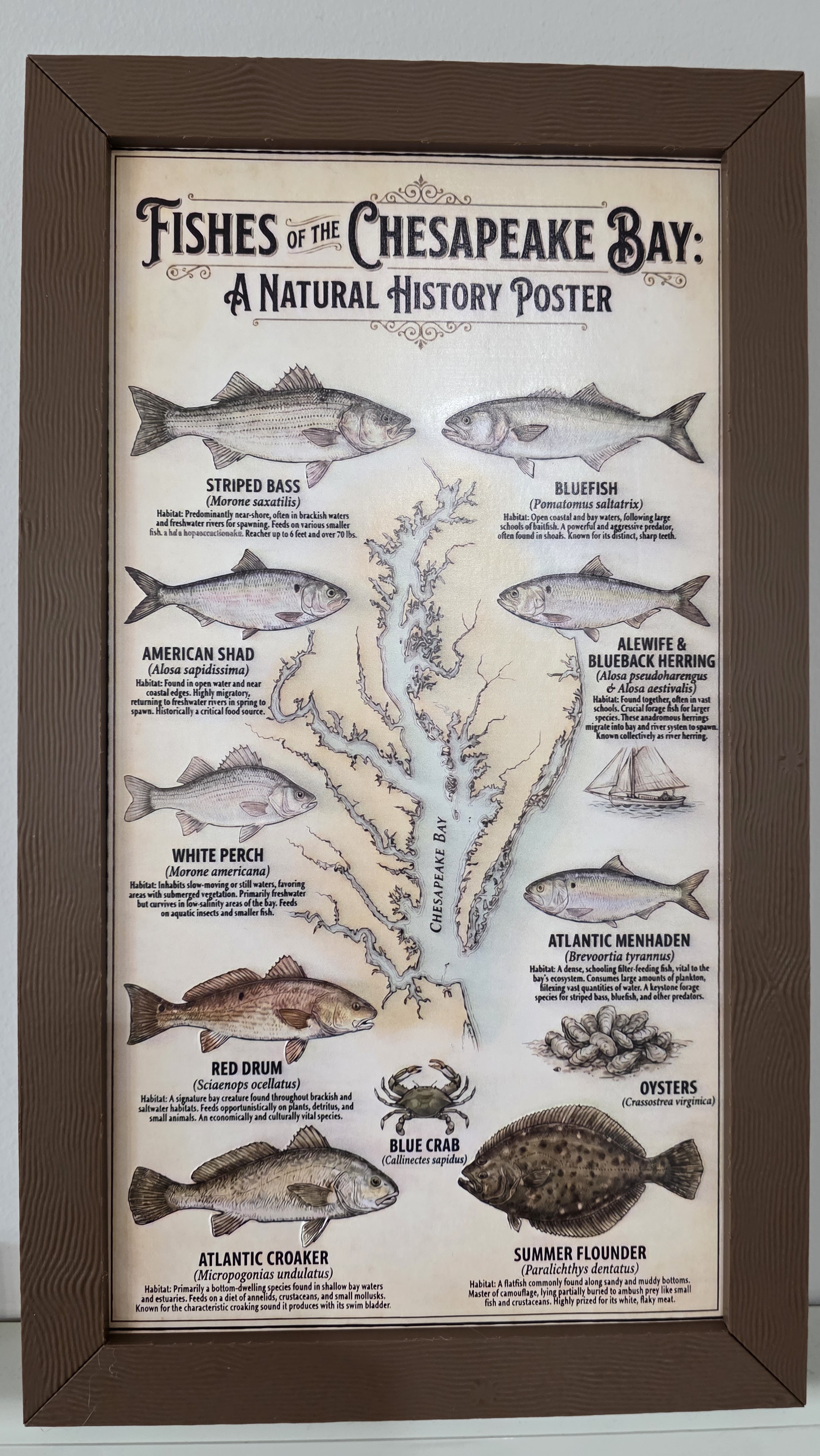 Chesapeake Bay Fishes Poster